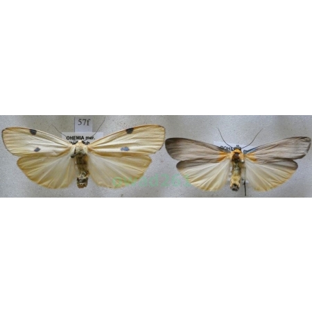 Lithosia quadra (Linnaeus, 1758) pair Porostnica czterokropka Czech57f